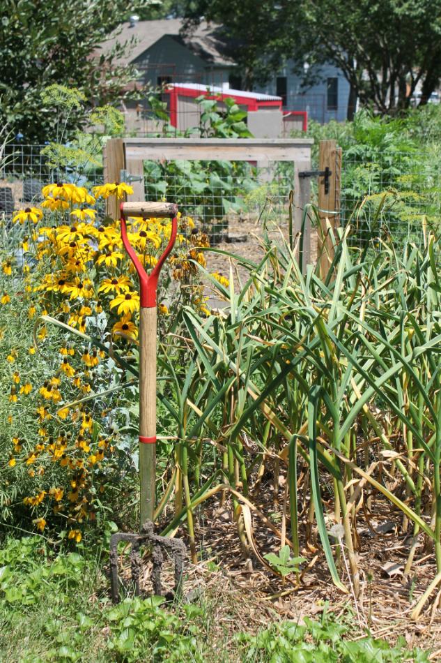 Harvest at urban farm