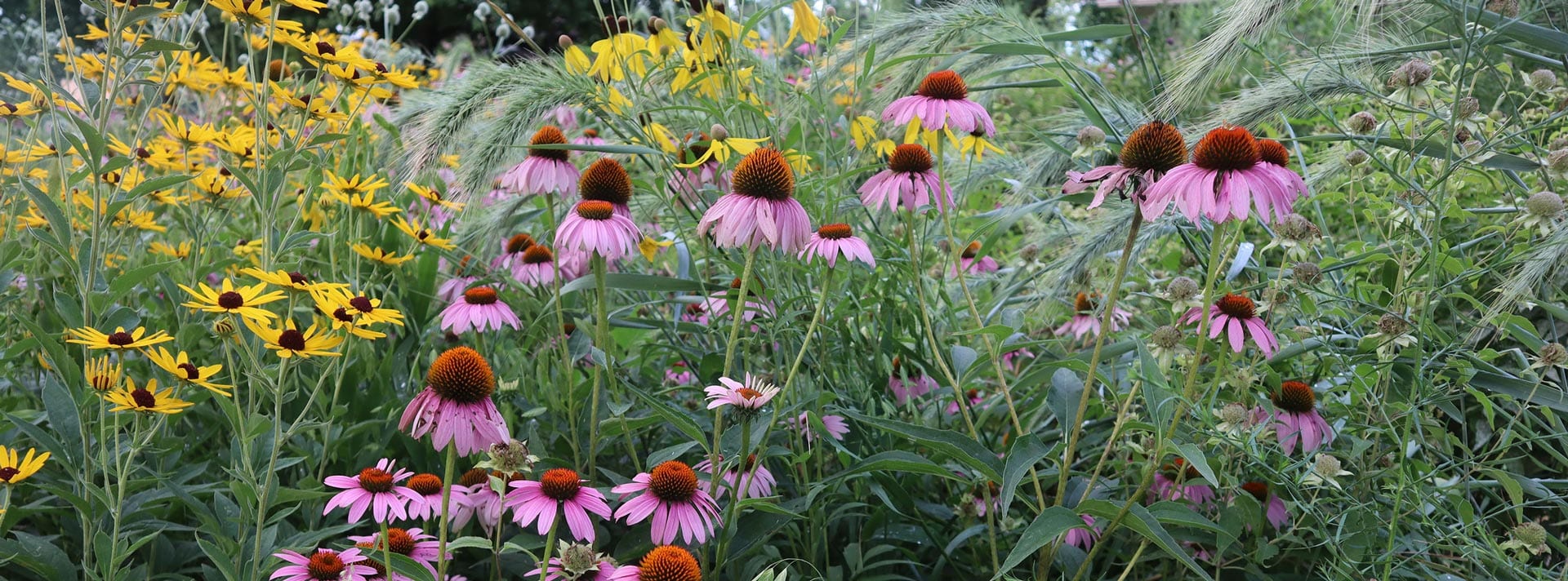 Wildflowers