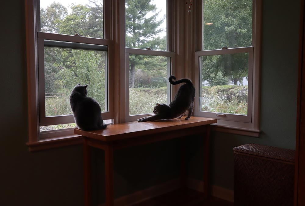 Cats and Window