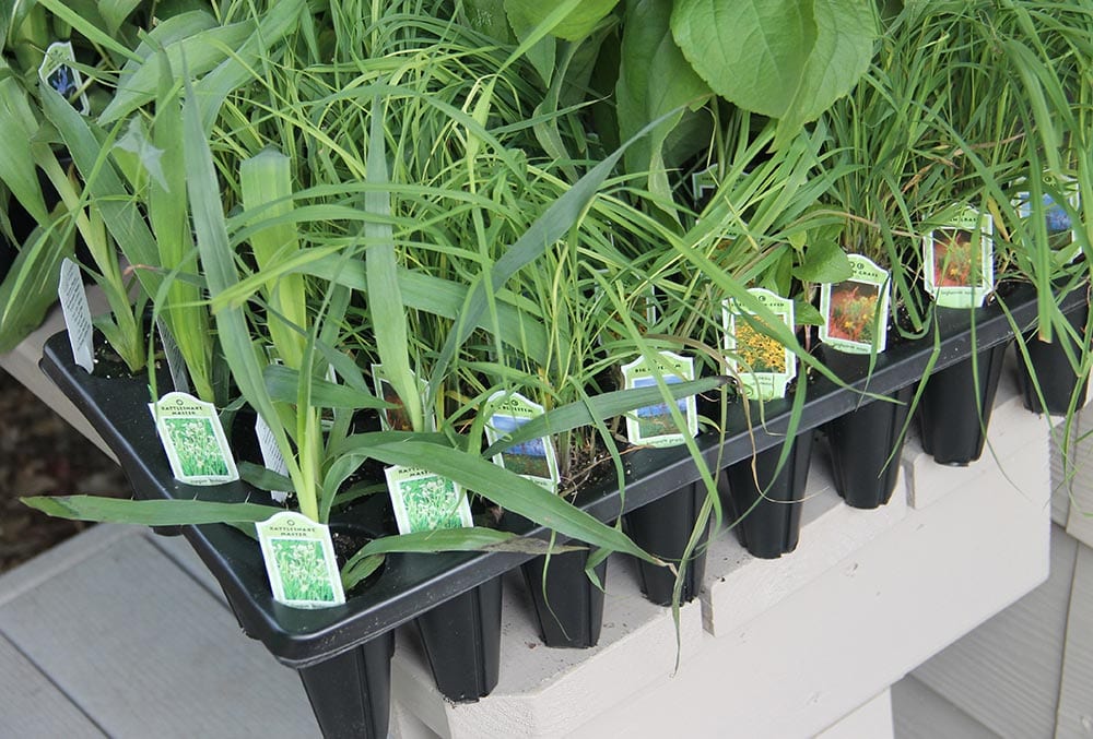 Prairie seedlings